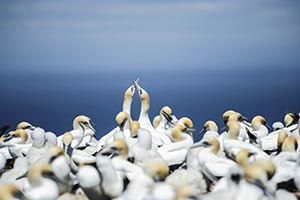 birds antarctica