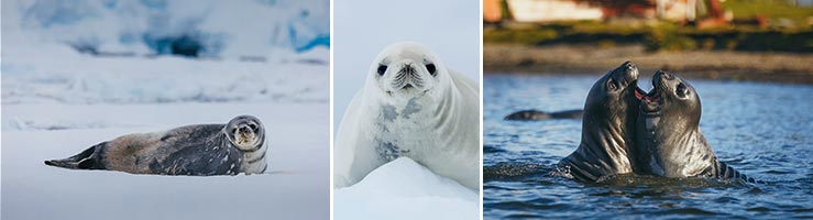 seals antarctica