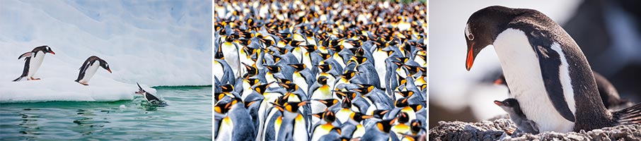 penguins antarctica