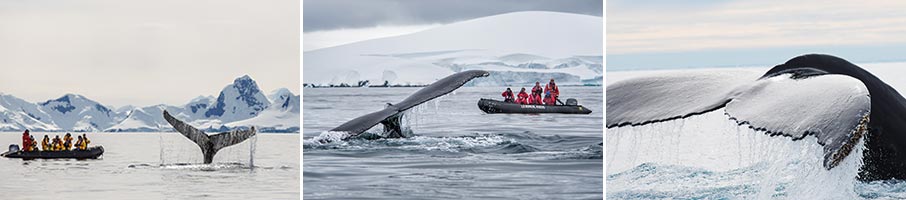 whales antarctica